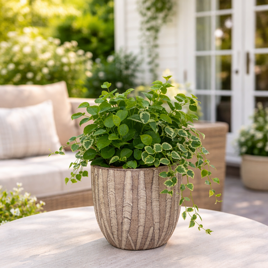 Sand Wave Ceramic Planter Pot (10cm)