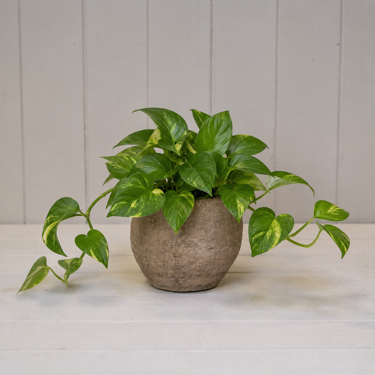 Rustic Grey Cement Planter Pot (10.5cm)